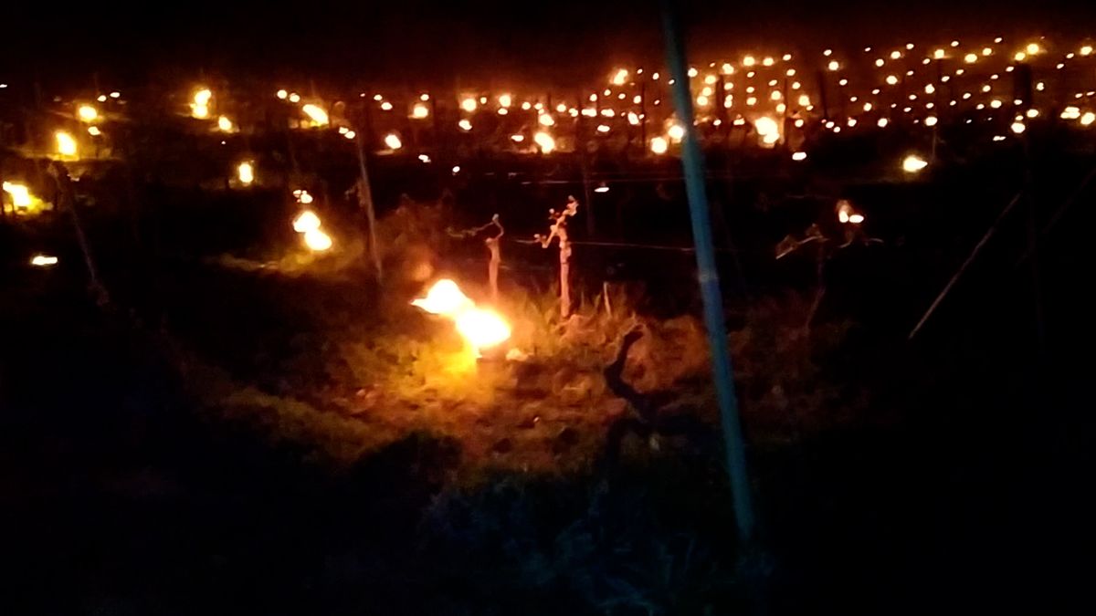 Stovky hořících svící pomohly vinařům zachránit úrodu hroznů